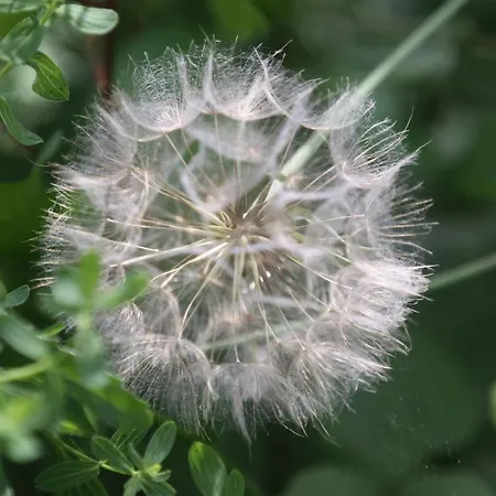 Famos Schlafen * 瓦尔堡