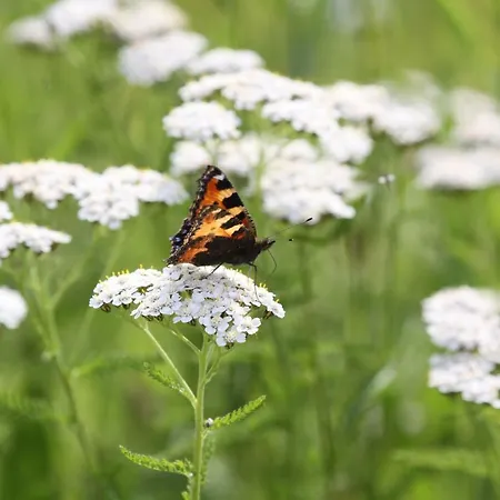 Pensión Famos Schlafen