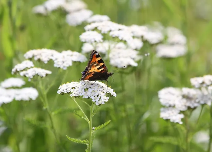 ゲストハウス Famos Schlafen